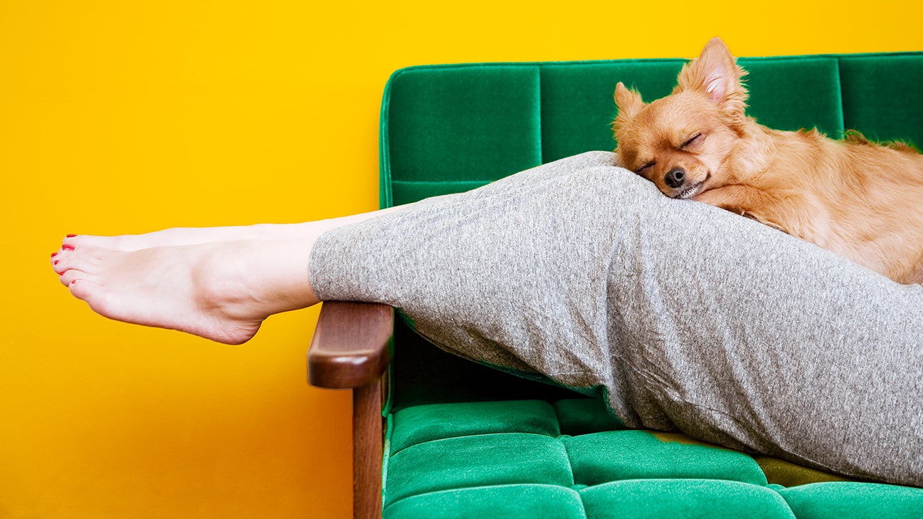 dog sleeping on owners legs