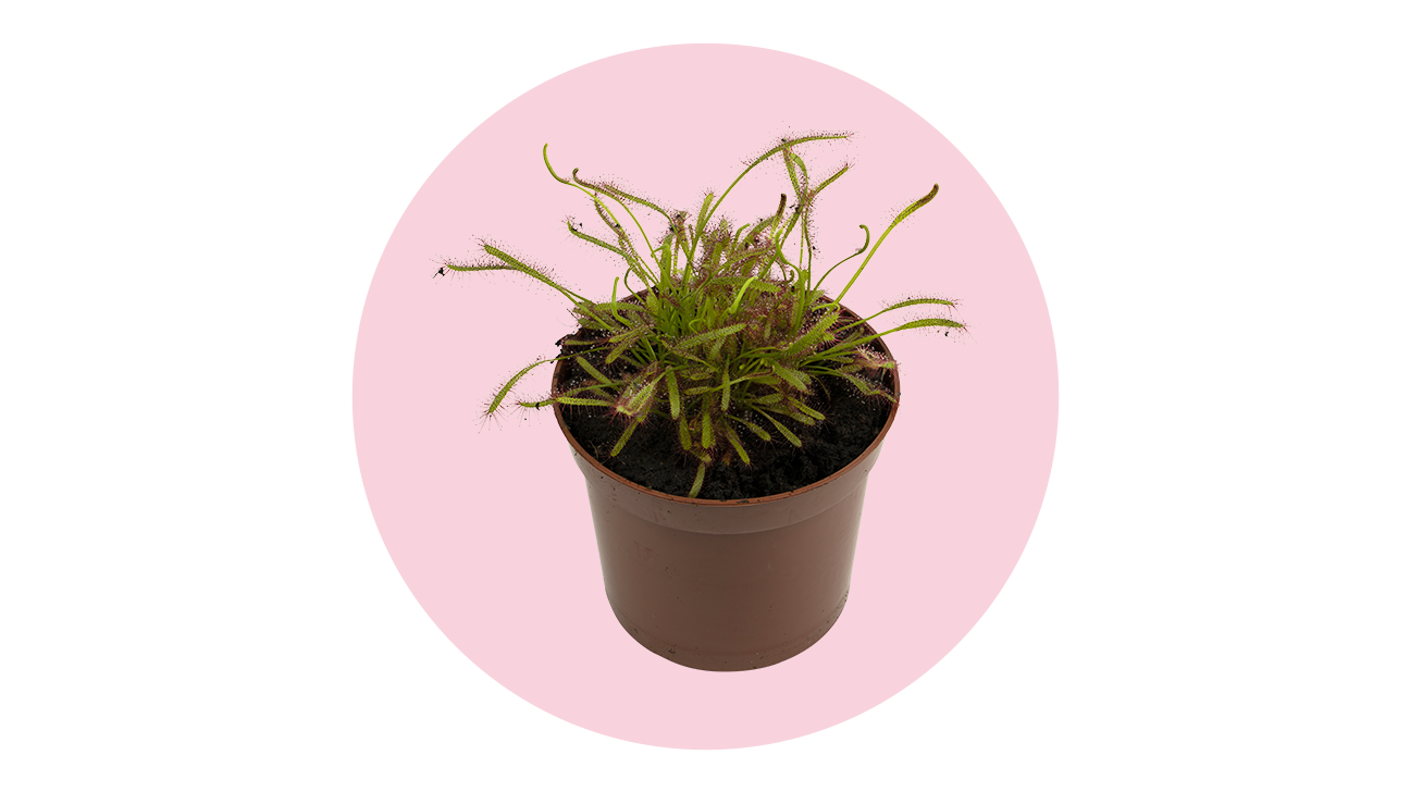 sundew plant