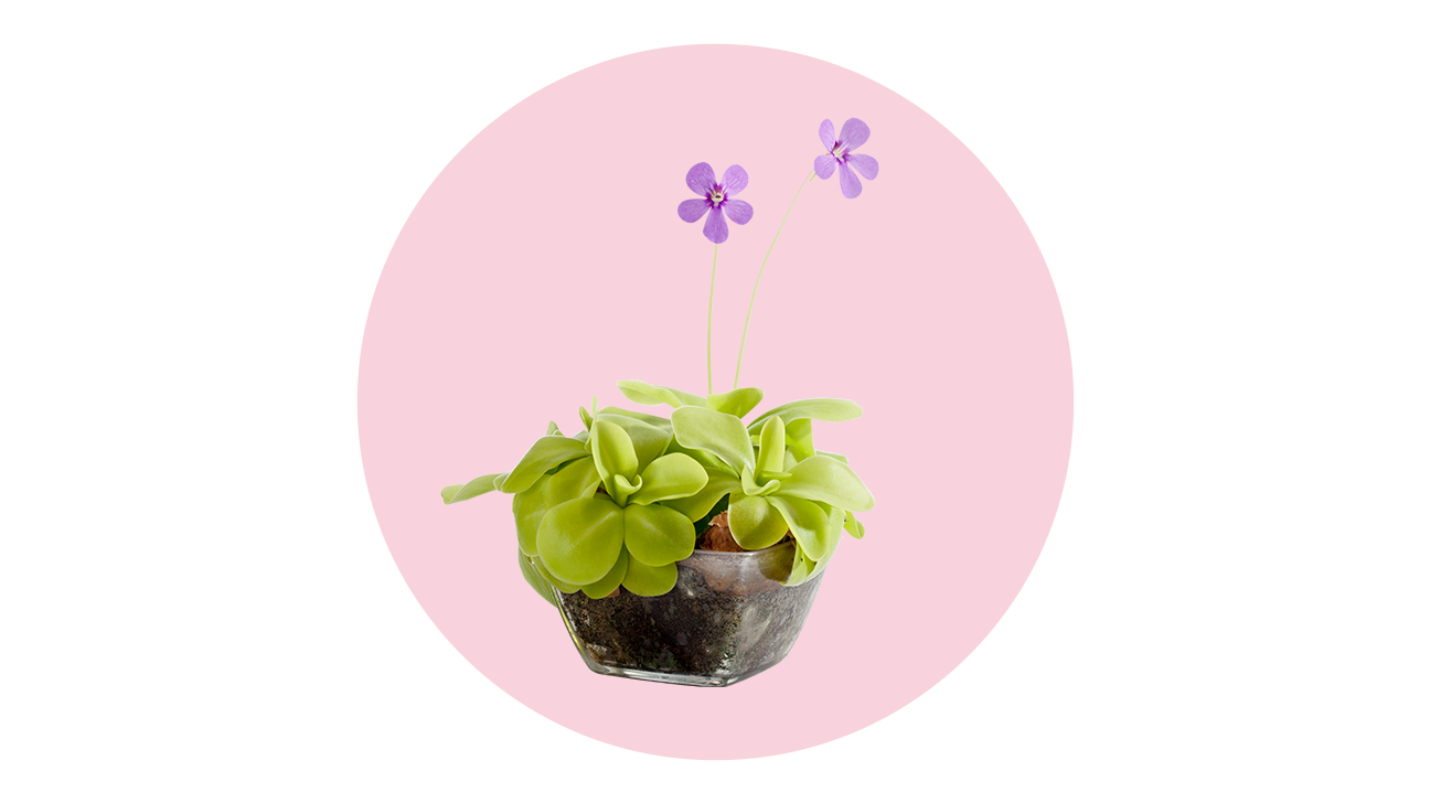 butterwort plant