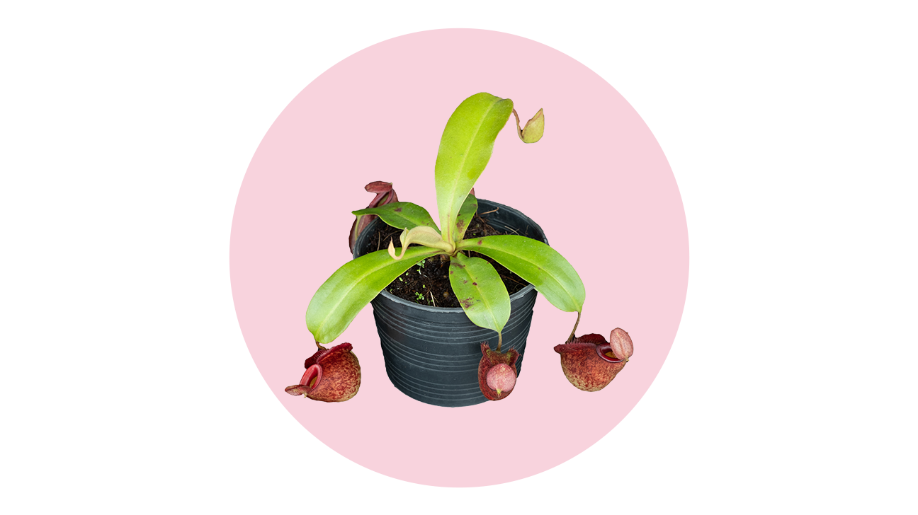 pitcher plant