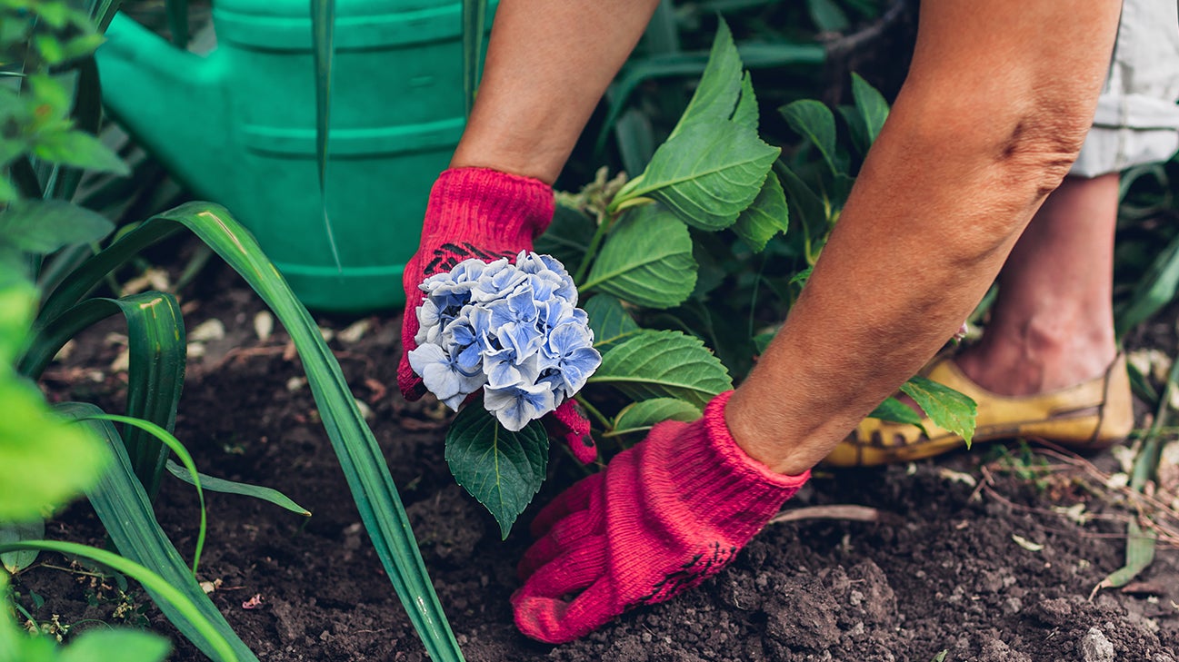 hydrangea root