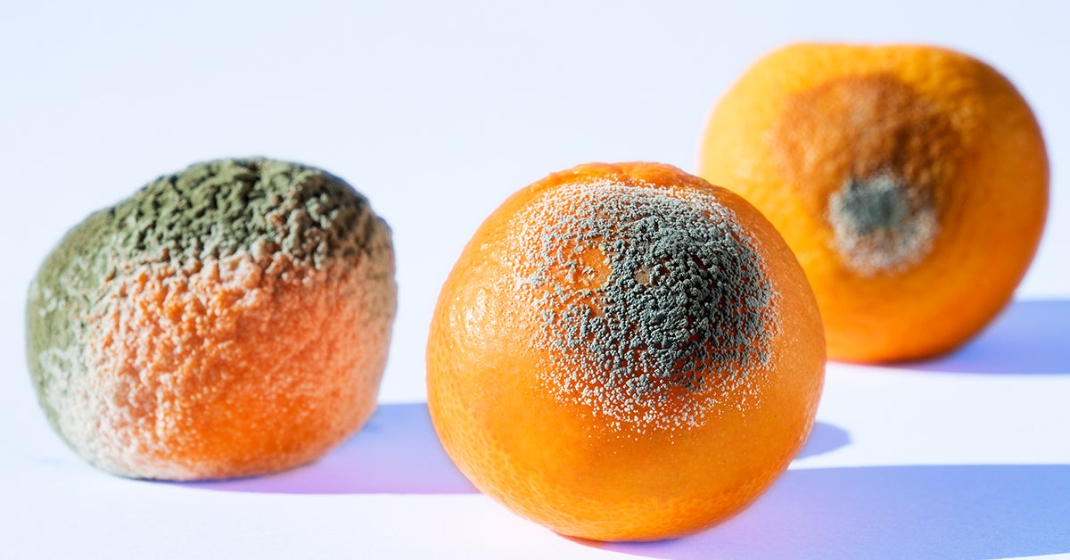 What Happens If You Inhale Mold From Food