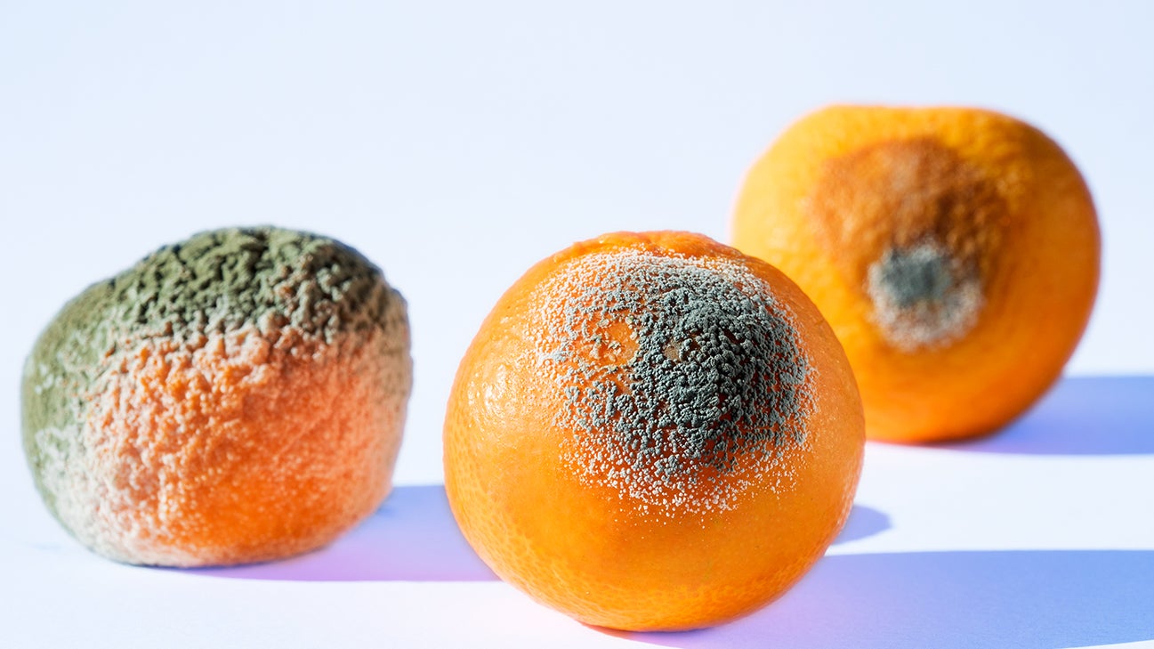 orange with mold header