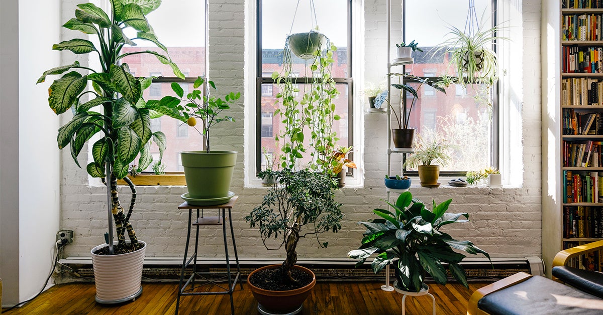 plants hanging on living room wall