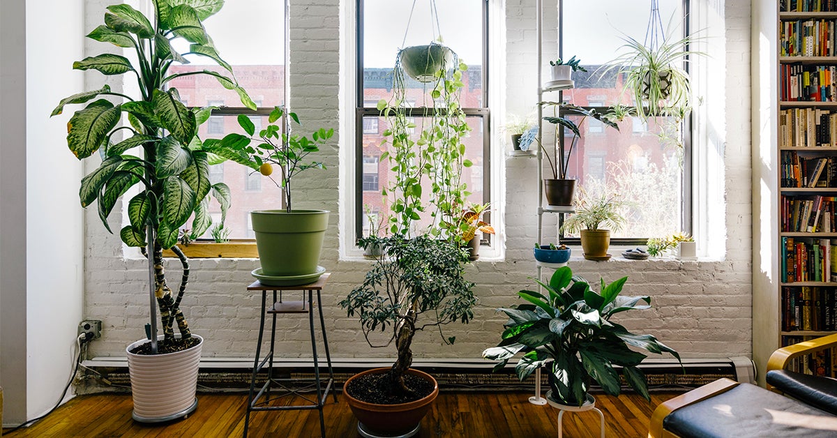 hanging plants living room