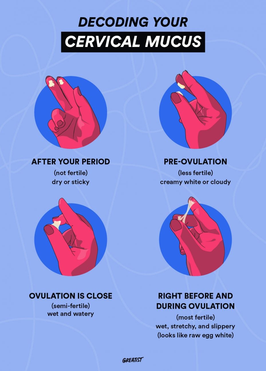 Cervical Mucus Stages And Tracking Ovulation