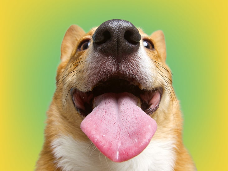 Is It Safe to Let Your Dog Lick Your Face? We Asked the Experts