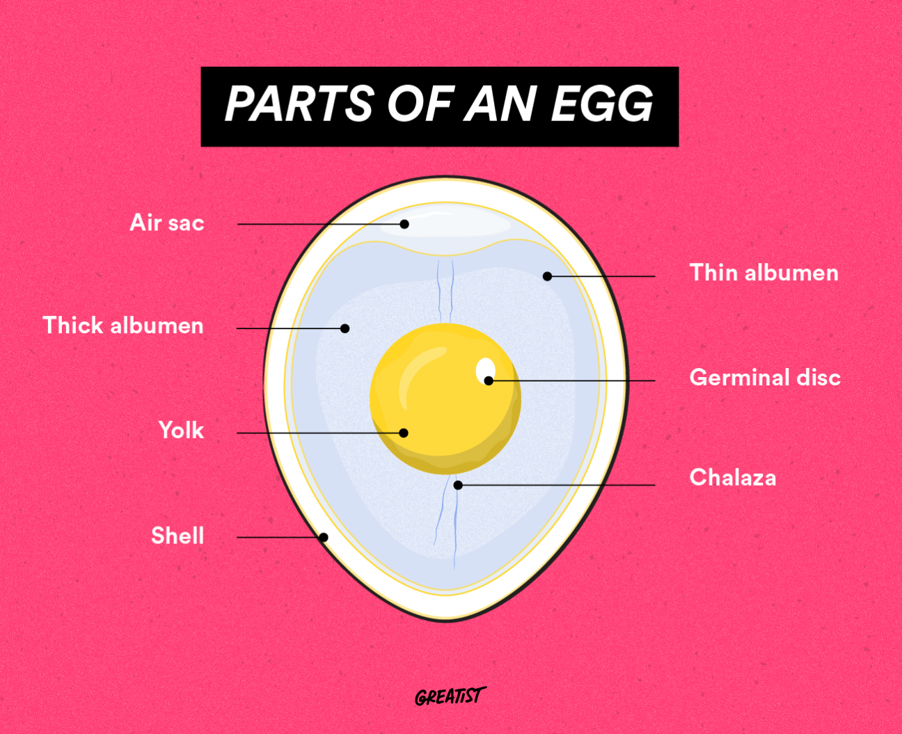 Parts Of An Egg Worksheet