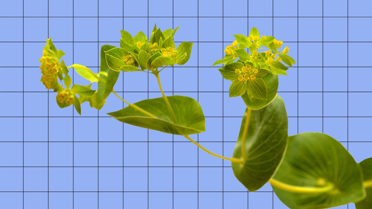 bupleurum on lilac grid header