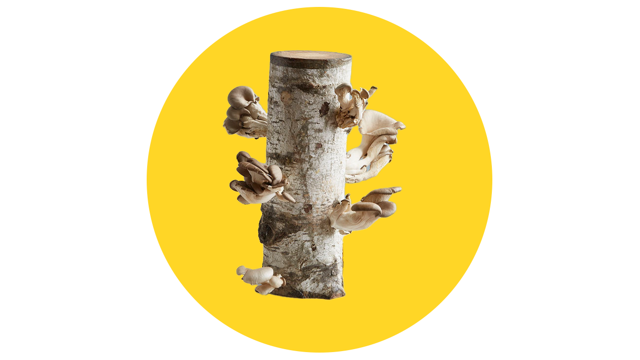 Uncommon Goods Oyster Mushroom Log