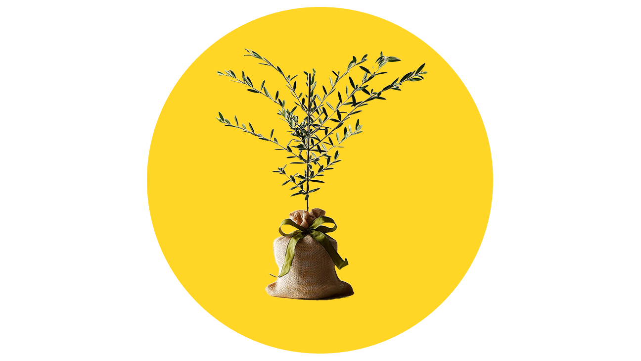 The Magnolia Company Olive Tree Sapling