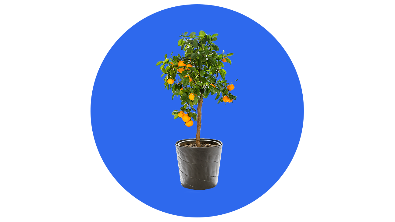 Fast Growing Trees Calamondin Citrus Tree