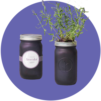 Modern Sprout Lavender Garden Jar