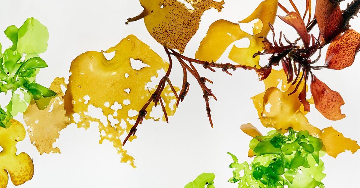 Is Seaweed Good for You? Nutrition and Benefits