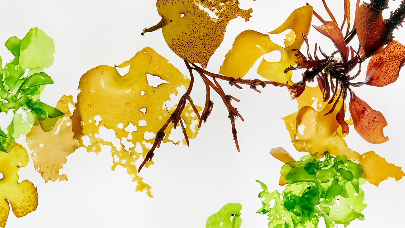 Is Seaweed Good for You? Nutrition and Benefits