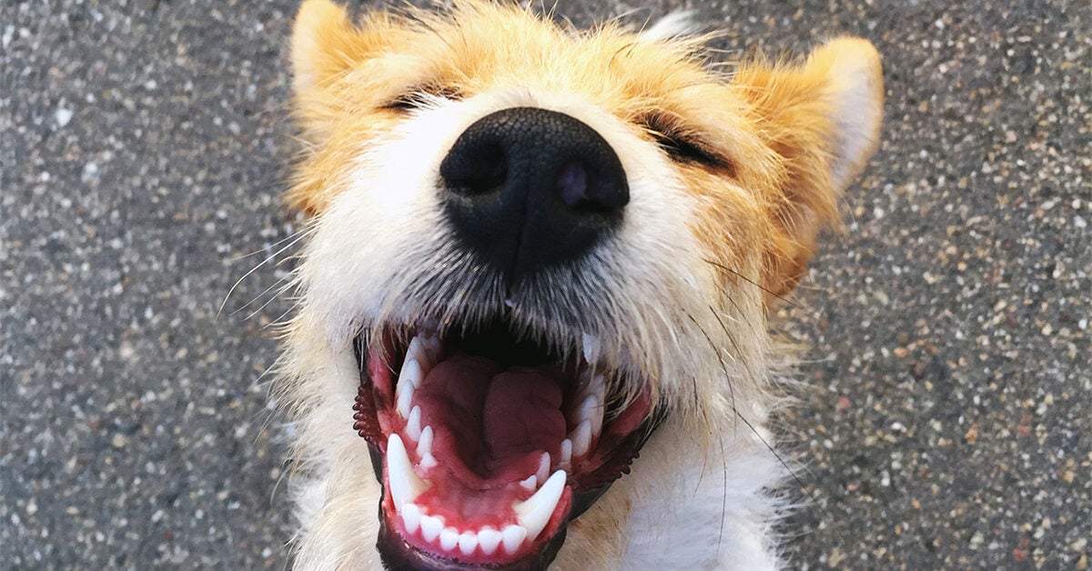 is it too late to start brushing dogs teeth