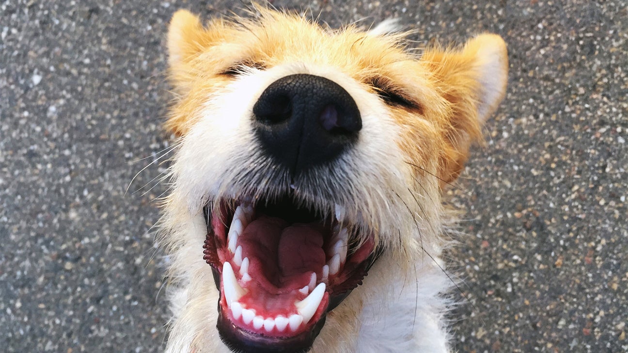 dog smiling to show his teeth