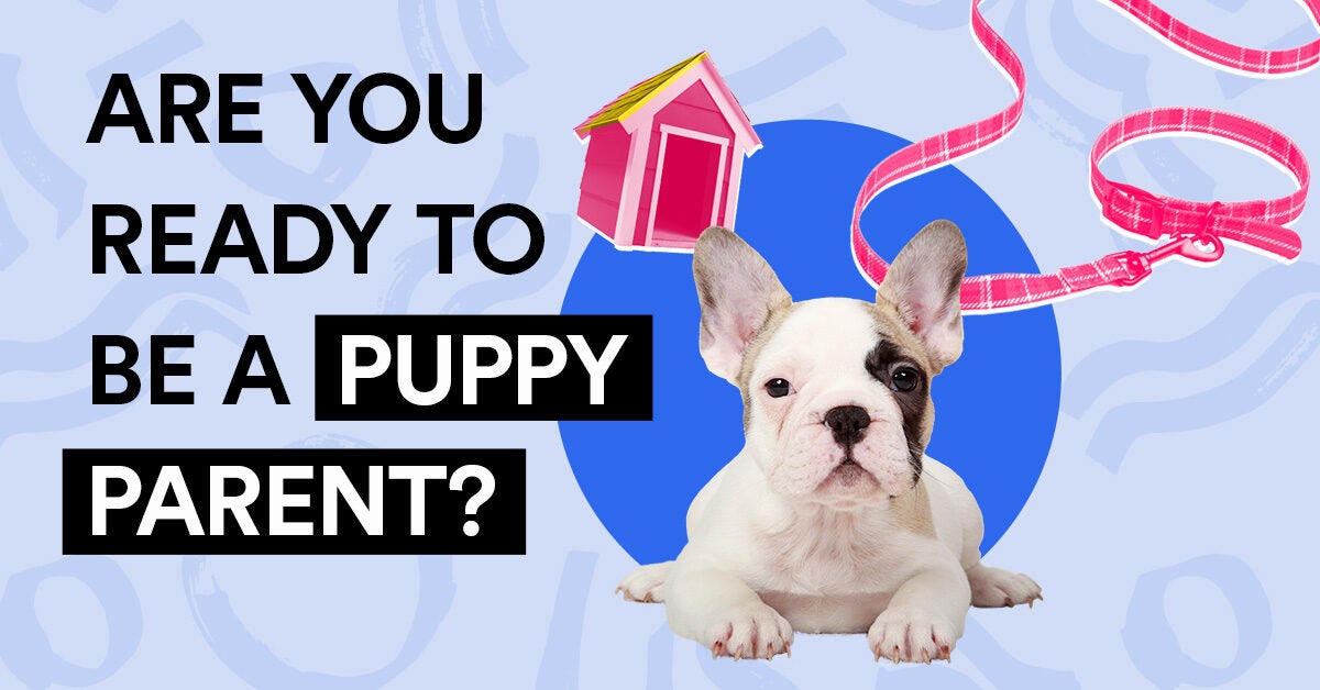 Quiz: Are You Ready to Be a Puppy Parent?