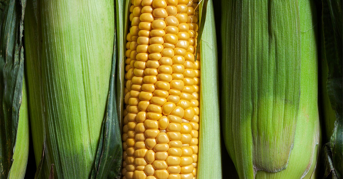 How Long to Boil Corn and Other Cooking Tips