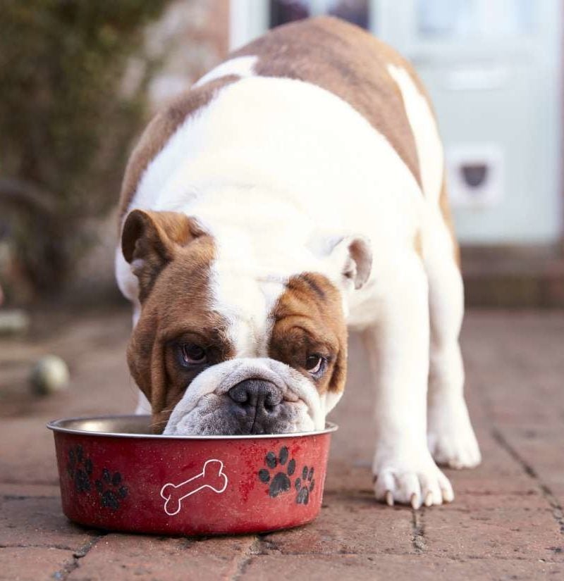 Why Raw Dog Food Could Be Harmful For Pets And Owners Alike Raw Dog Food Could Be Harmful For Pets