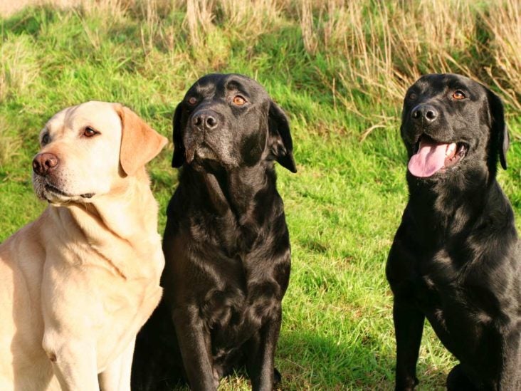 how dog age is calculated