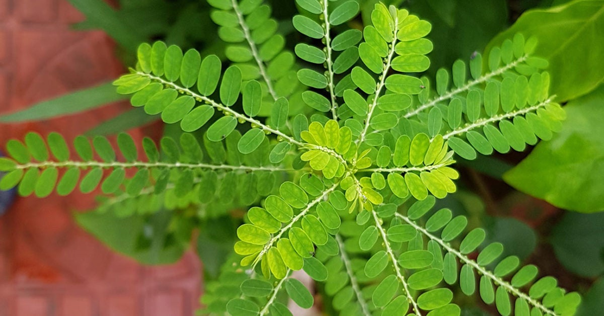 phyllanthus niruri benefits uses
