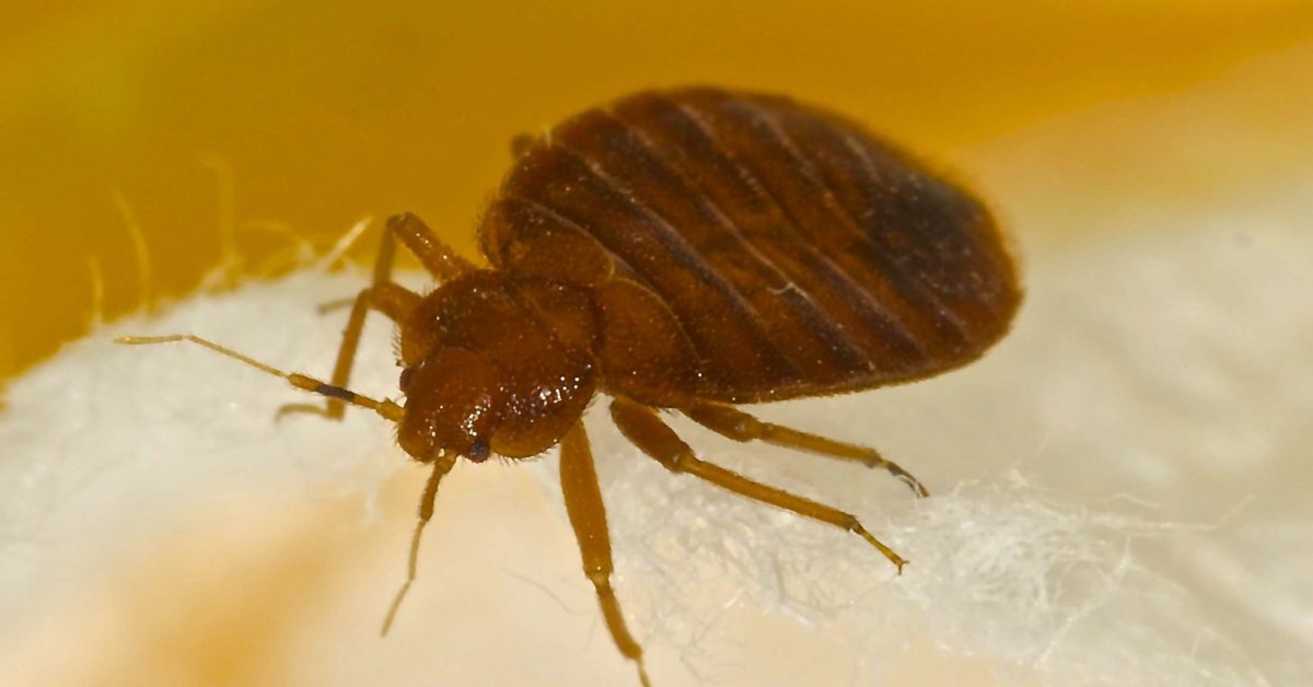 Bedbugs Symptoms Treatment And Removal