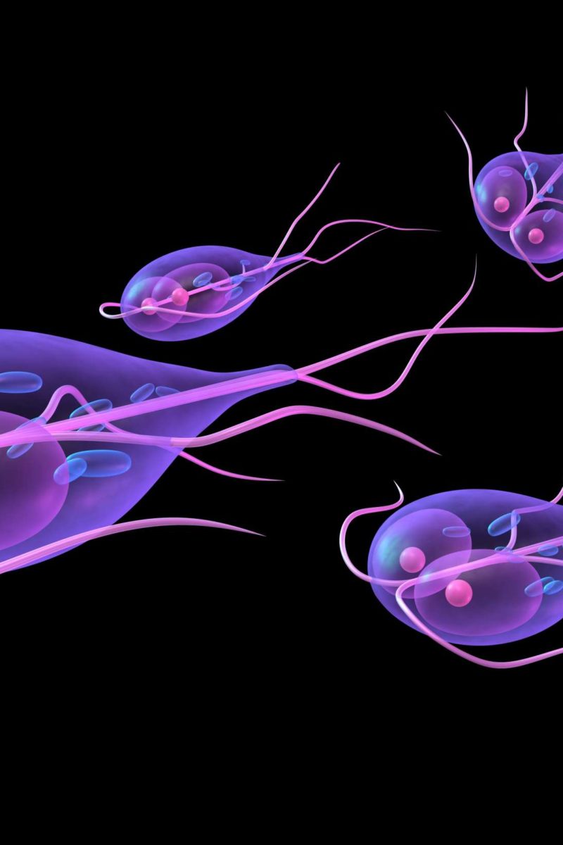 giardia intestinalis flagyl