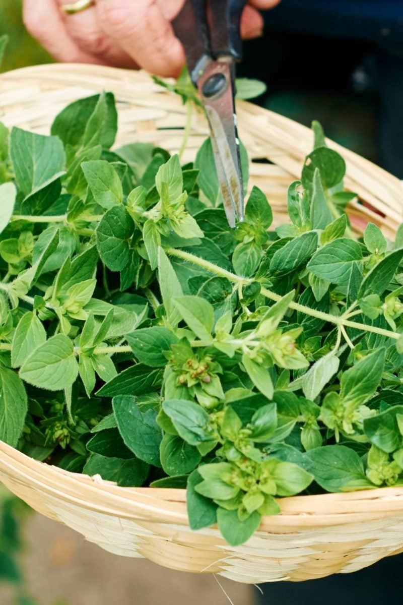 Oregano Health benefits uses and side effects