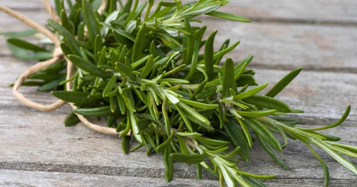  Rosemary  Health benefits precautions and drug interactions