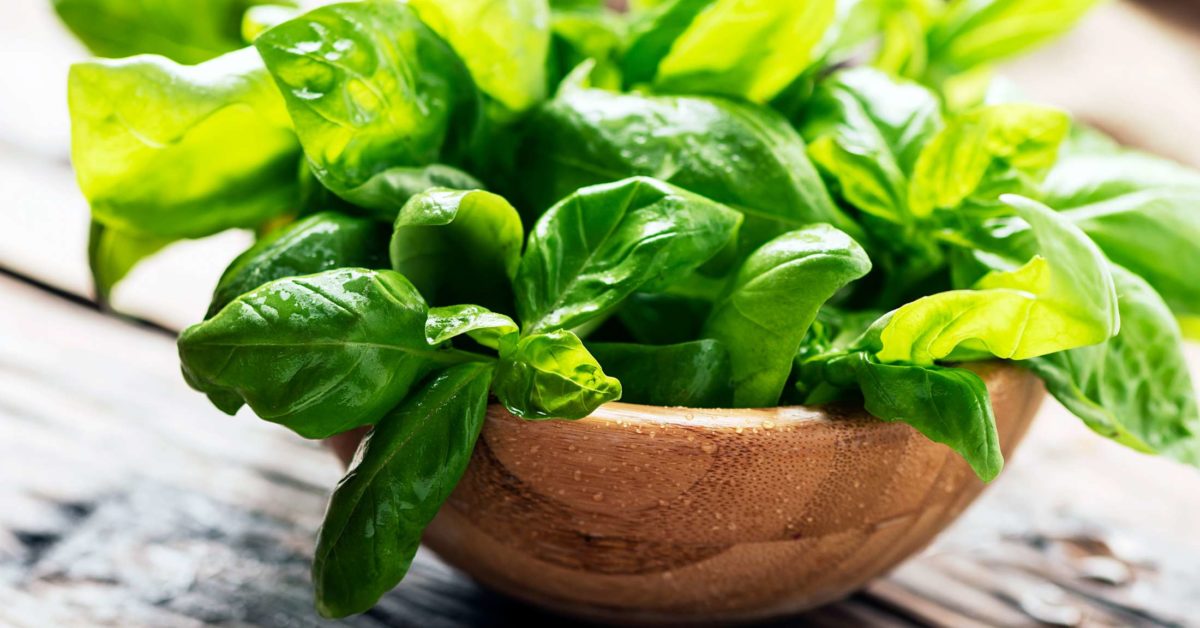 Basil: Uses, benefits and nutrition