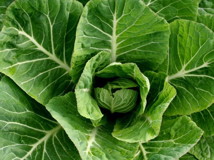 can dogs eat collard greens