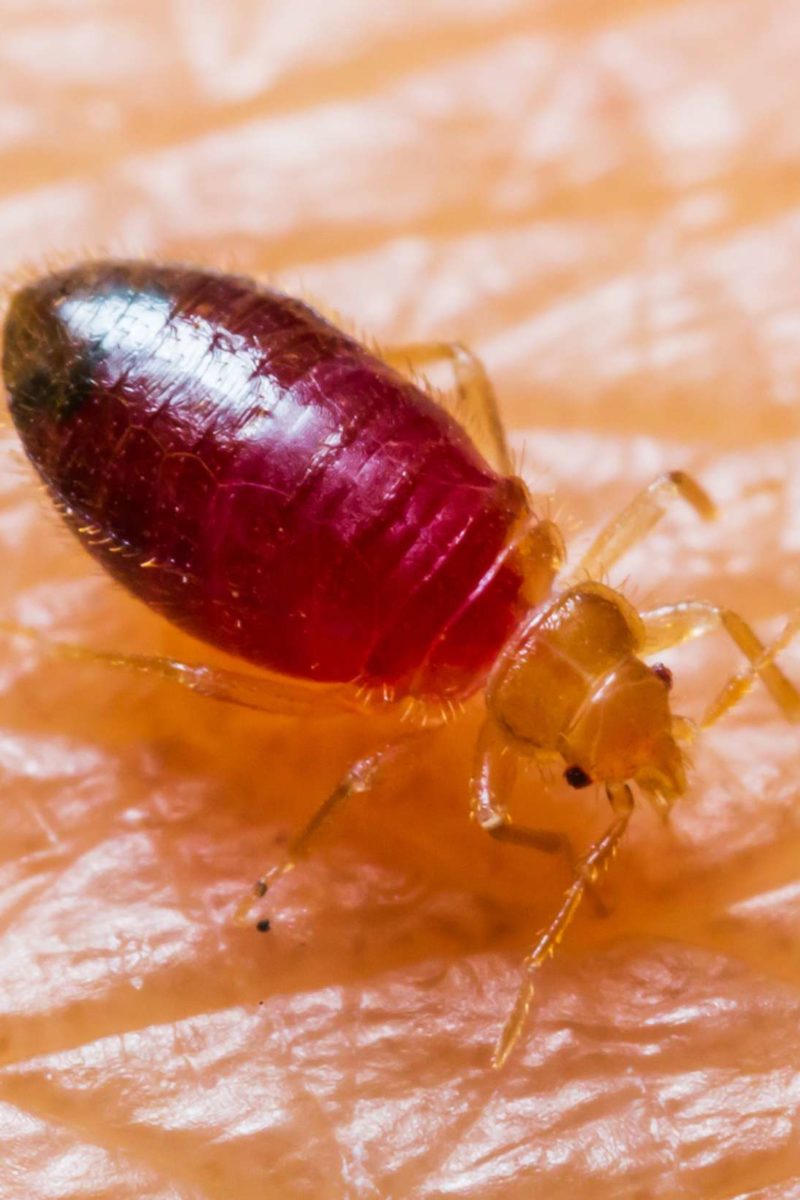 do bed bugs get in your food
