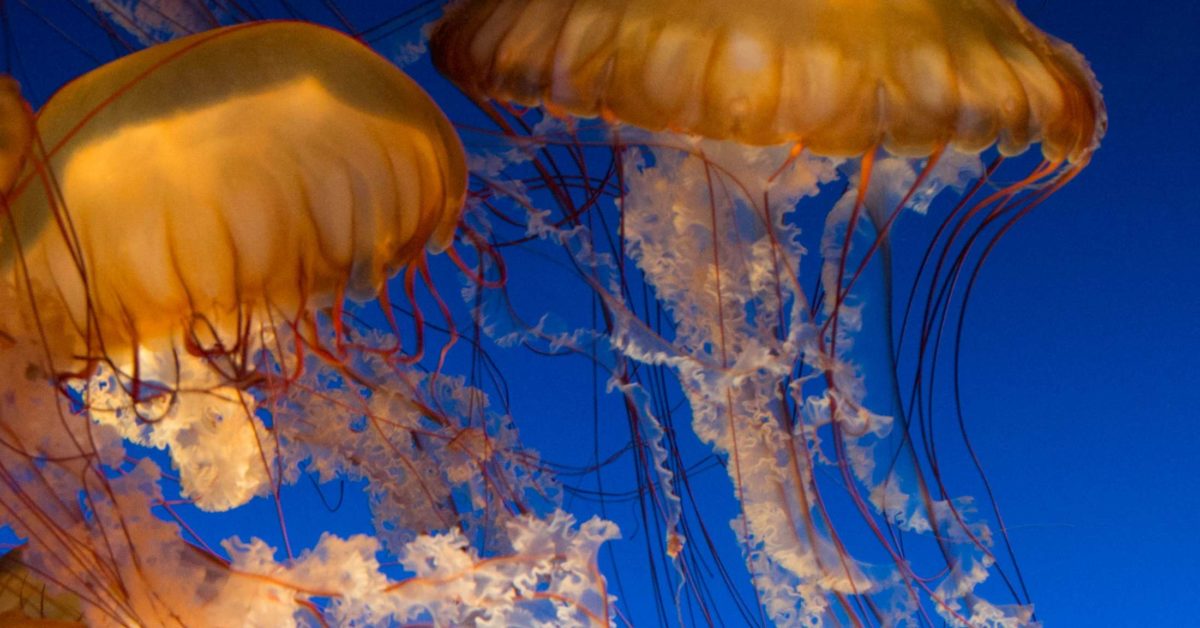 Jellyfish Sting Treatment And First Aid