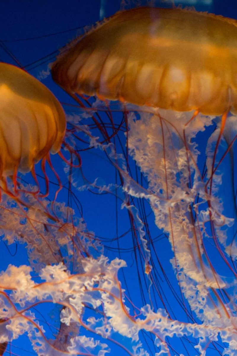 Jellyfish Sting Treatment And First Aid