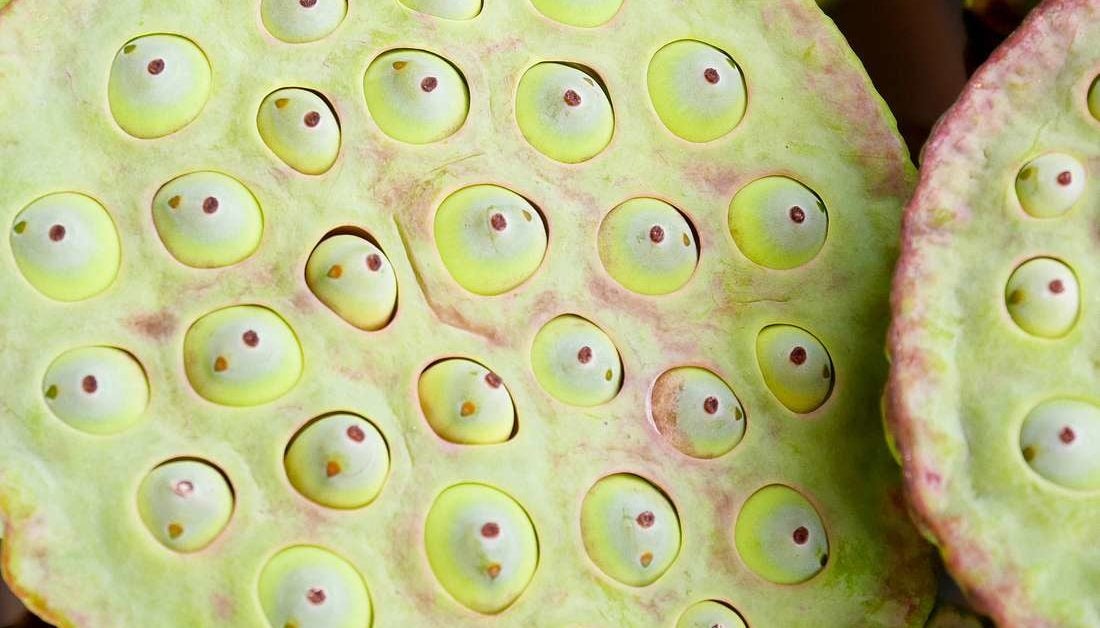 Trypophobia: Fact or fiction?