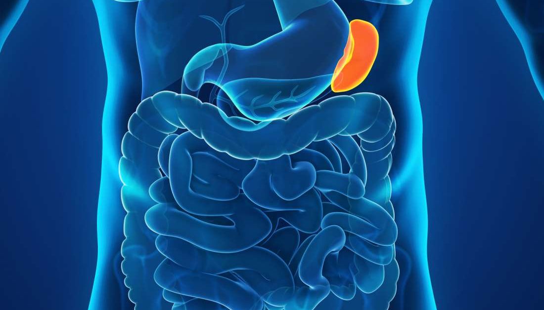 The spleen: Anatomy, function, and disease