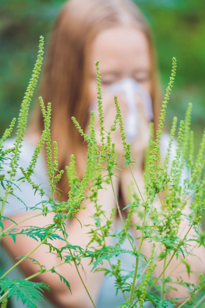 Ragweed Allergy Symptoms Treatment And Prevention