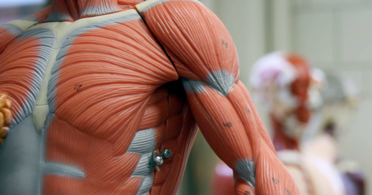 What Are The 5 Main Functions Of The Muscular System