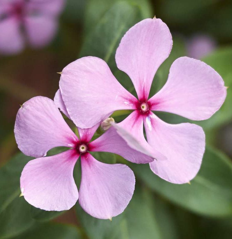 Unlocking the secrets of a cancer-fighting flower