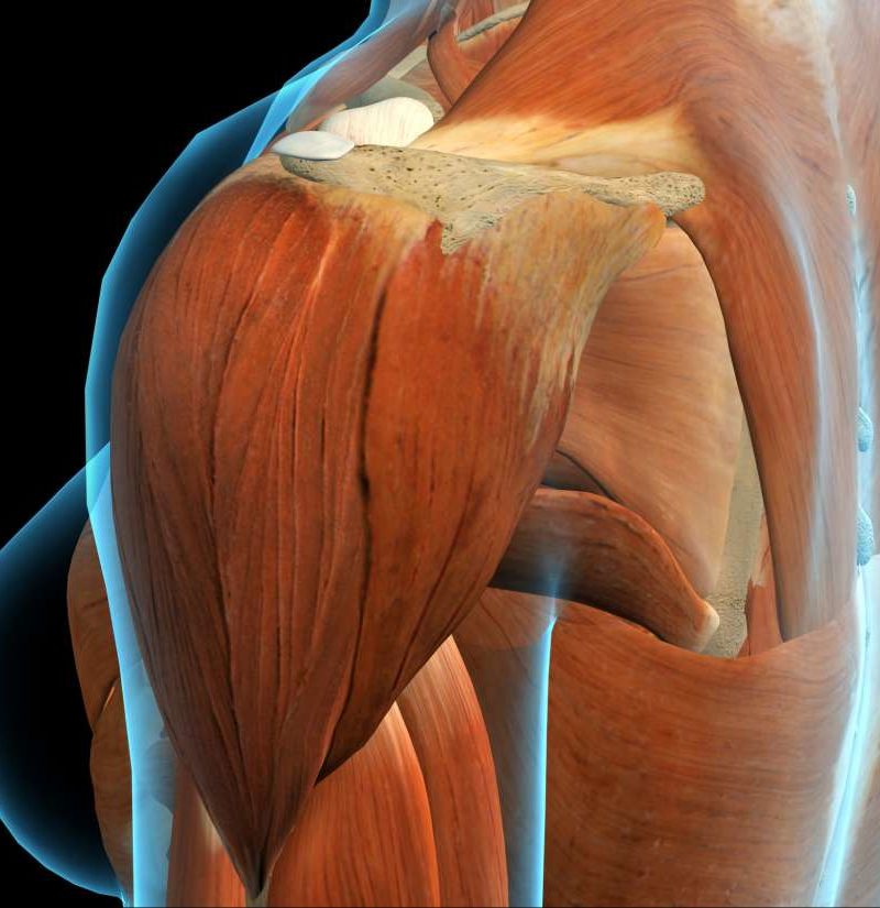 Deltoid pain: Causes, exercises, and relief