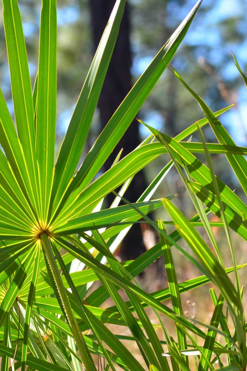 palmettoplex para prostatitis
