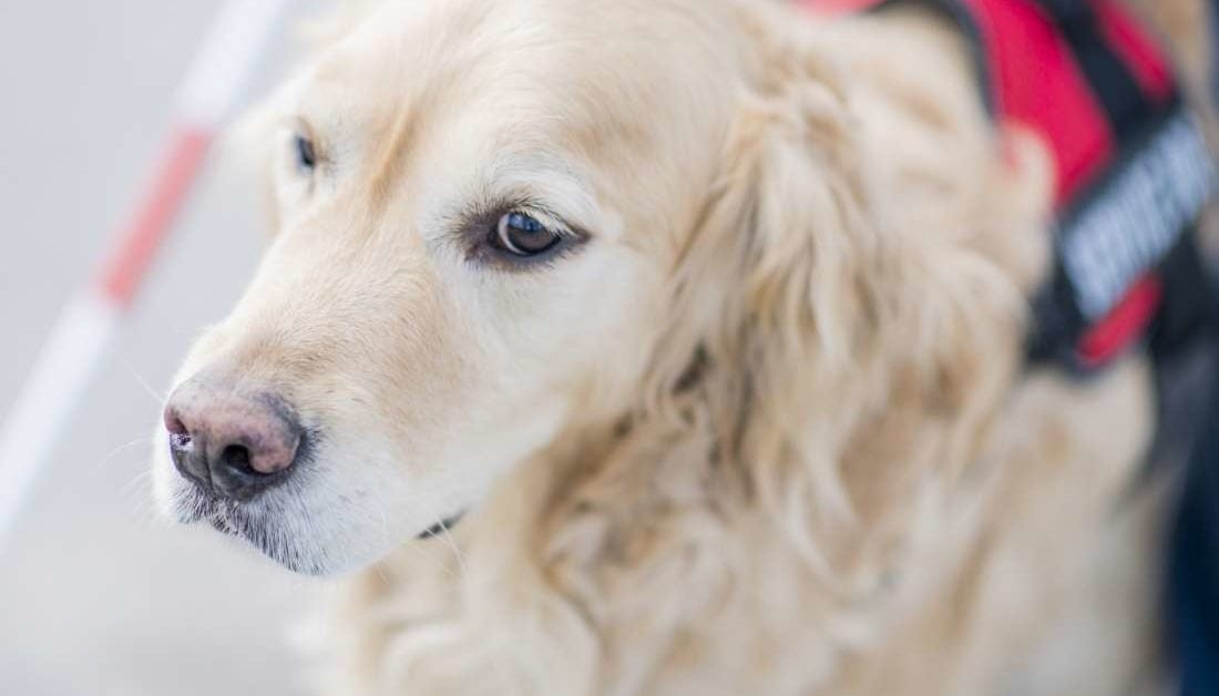 Service Dogs For Anxiety Everything You Need To Know