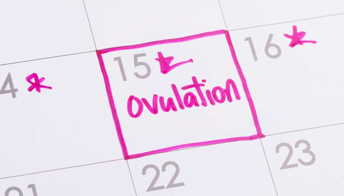 When Am I Most Fertile How To Calculate Your Ovulation Cycle 