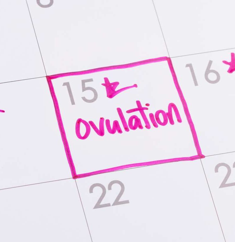 Calculate Your Ovulation Cycle