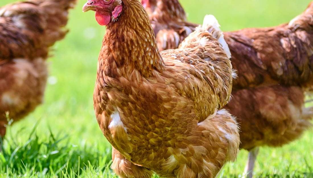 Chicken Allergy Symptoms Management And What To Avoid chicken-allergy-symptoms-management-and-what-to-avoid