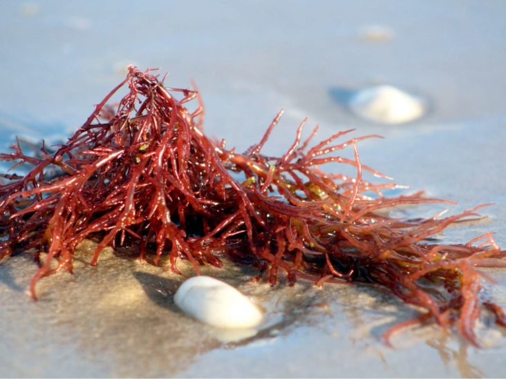 seaweed iodine