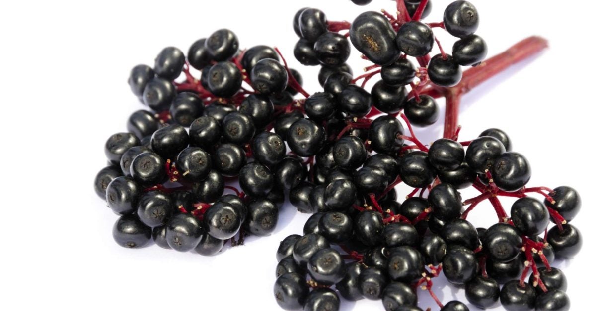 Elderberry Health benefits, uses, and risks