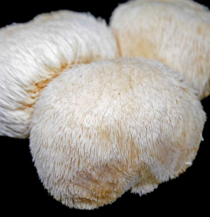 Lion S Mane Mushrooms Benefits And Side Effects