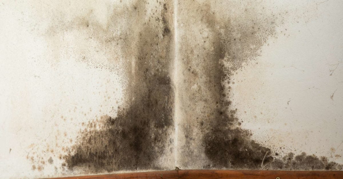Black Mold Exposure Symptoms Treatment And Prevention